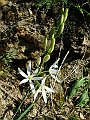 Liliaceae - Anthericum ramosum_1.jpg